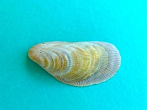 southern ribbd mussel