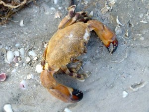 stone crab sanibel florida stone crab sanibel florida