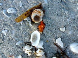 turban horse conch shells turban horse conch shells
