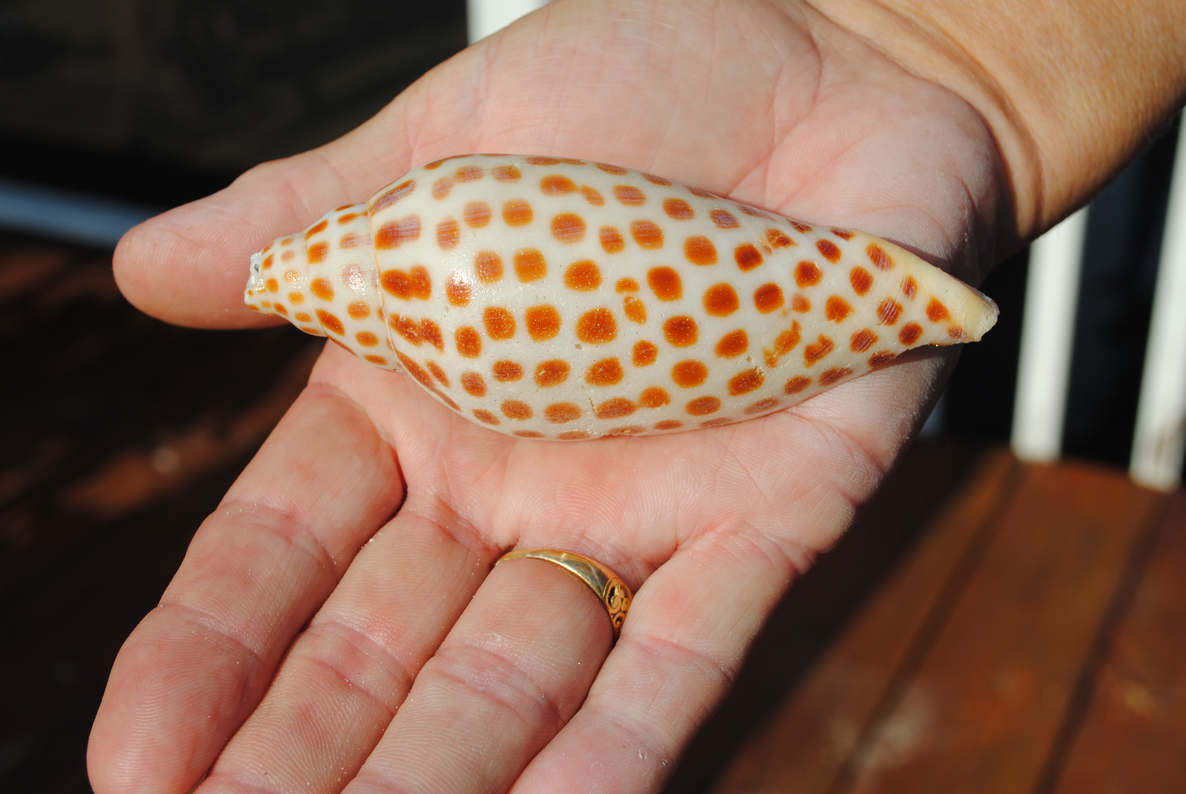 Aly’s Junonia i Love Shelling