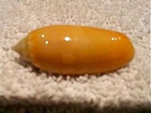 DONNIe golden olive