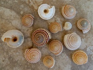 Indo Pacific Sundial seashells