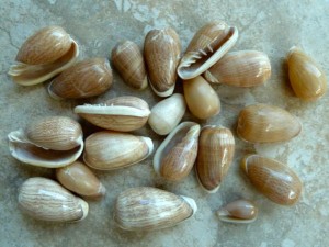 Marginella seashells thailand