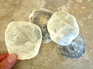 Placuna placenta capiz shells