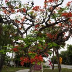 Royal tree 016