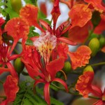 Royal tree 017