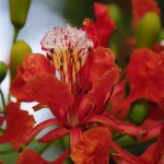 Royal tree 020