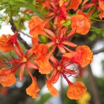 Royal tree 025