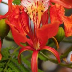 Royal tree 050