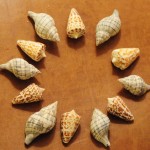 Shells For 76 shell fair 012