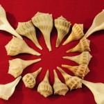 Shells For 76 shell fair 036