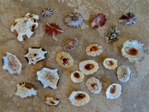 Thailand limpets Indo Pacific