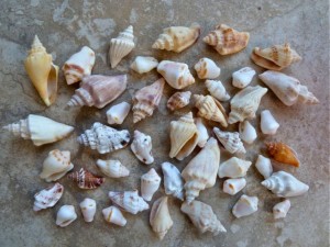 andaman sea conch shells