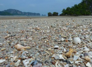 beach seashells Thailand