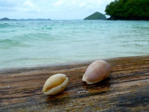 cowries thai