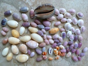 indo pacific cowrie shells