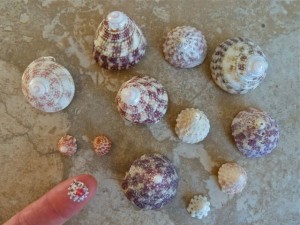 indo pacific top shells thailand