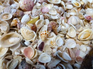 junonia top captiva