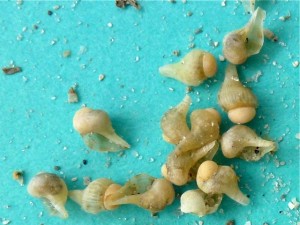 juvenile whelks from case