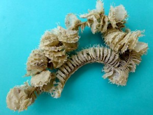 lightning whelk egg case