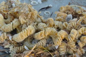 lightning whelk egg case2