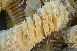 lightning whelk egg escape hatch