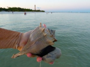 live lightning whelk lighthouse