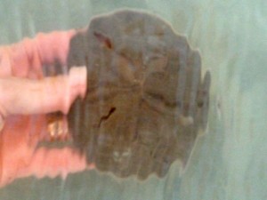 live Sanibel sand dollar