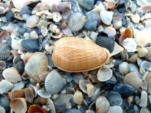 marginella thailand