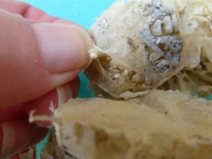 open whelk egg case