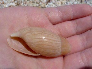 rosy wolf snail aperture