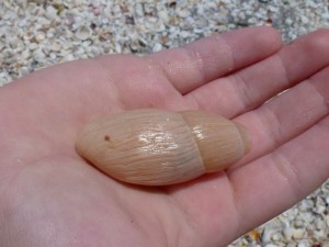 rosy wolf snail shell