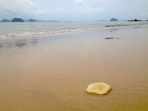 sea cookie krabi thailand