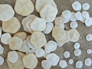 sea cookie sand dollars thailand