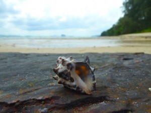 sea shell on rock thailand