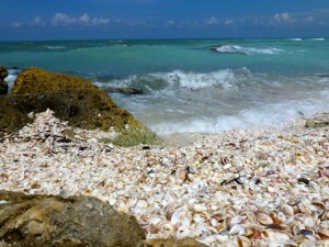 seashell beach southwest florida