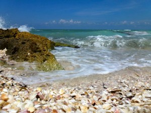 seashells captiva beach