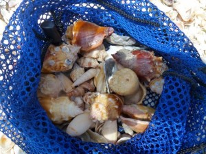 shell bag captiva florida