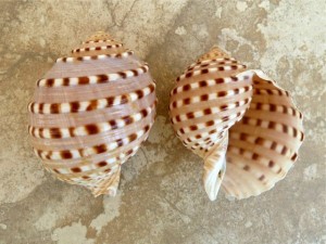 spotted tun- Tonna tesselata