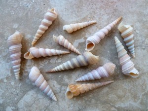 thailand auger shells