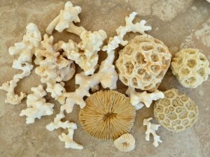 thailand coral phuket krabi