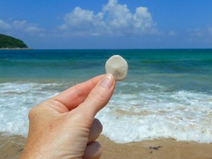 thailand sand dollar