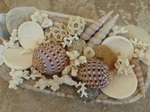 thailand seashells coral display