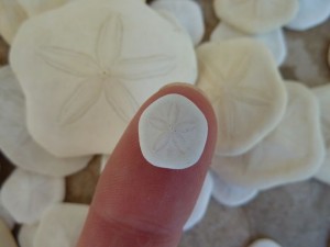 tiny sea cookie sand dollar
