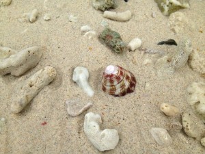 top shell thailand