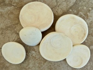 turban operculums 3 inches