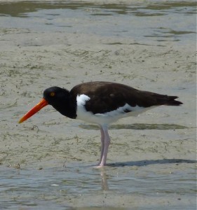 American Oystercatcher Fort Myers Florida