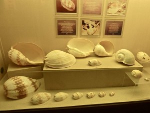 Bailer shell display phuket museum Bailer shell display phuket museum