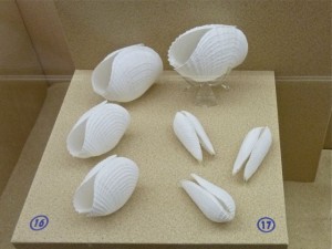 Phuket Shell Museum piddock bivalves Phuket Shell Museum piddock bivalves