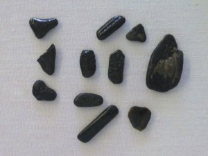 Susans fossils Susans fossils